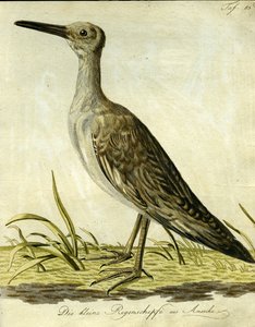 Agachadiza americana pequeña, 1793 de John Latham